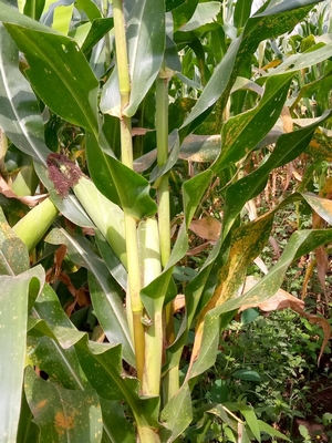 Maize Plants